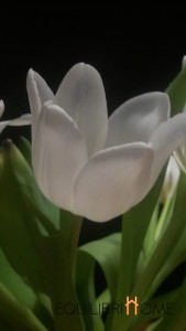 Tulipe-fleur