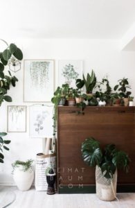 Deco-bois-verdure-jungle